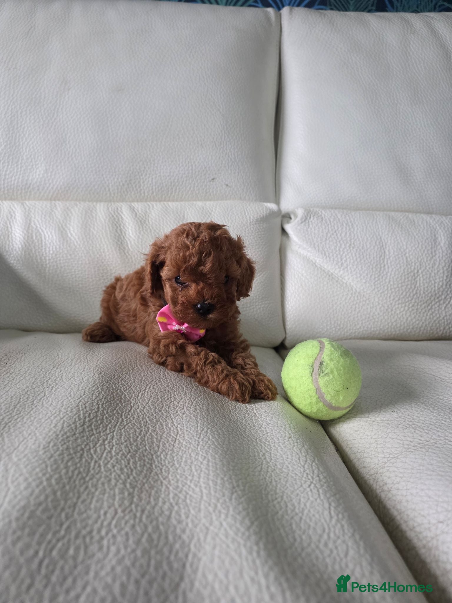 Maltipoo dogs Teddy bear maltipoo pups - Advert 9