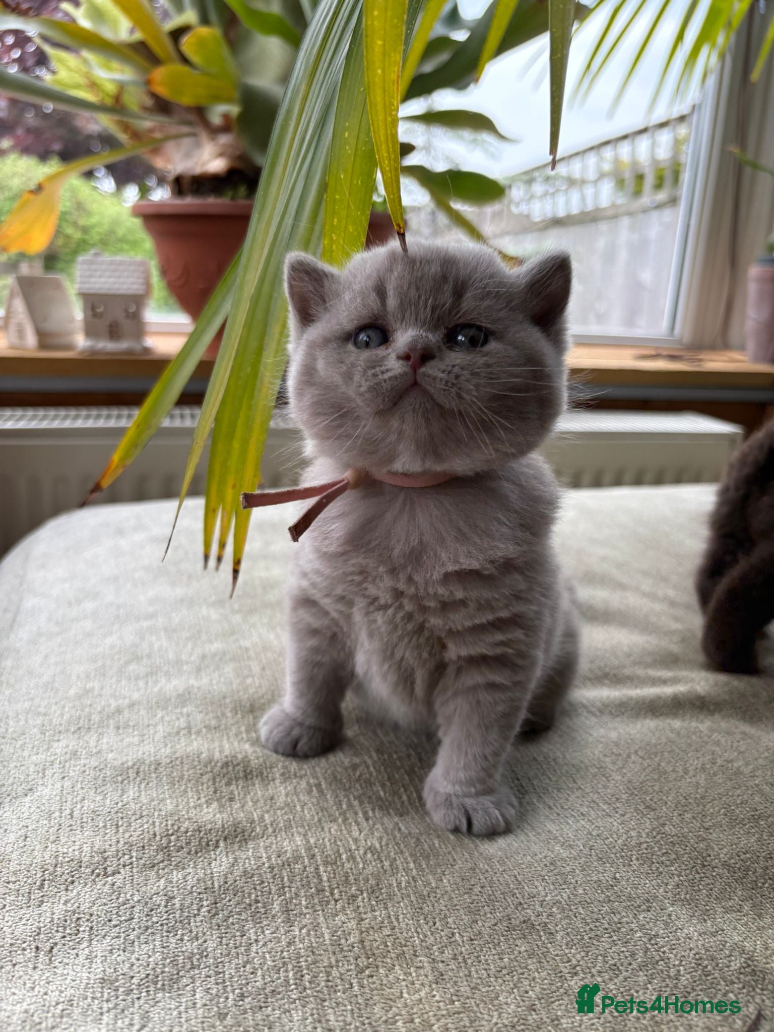 British Shorthair cats Chunky Gccf registered British Shorthair kittens  - Advert 1