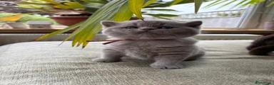 British Shorthair Kitten 3
