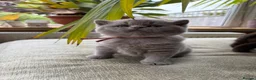 British Shorthair cats for sale: Chunky Gccf registered British Shorthair kittens  in Clitheroe - Advert 1