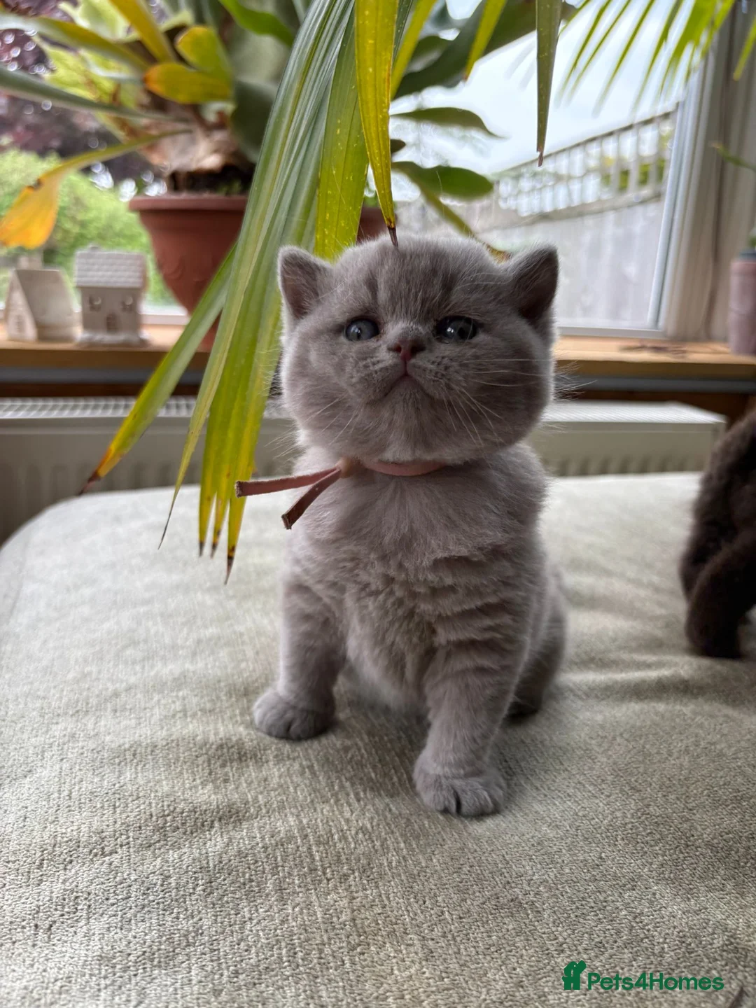 British Shorthair cats for sale: Chunky Gccf registered British Shorthair kittens  in Clitheroe - Advert 1