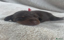 Miniature Dachshund dogs for sale: 3 gorgeous Chocolate and tan Girls  - Image 3