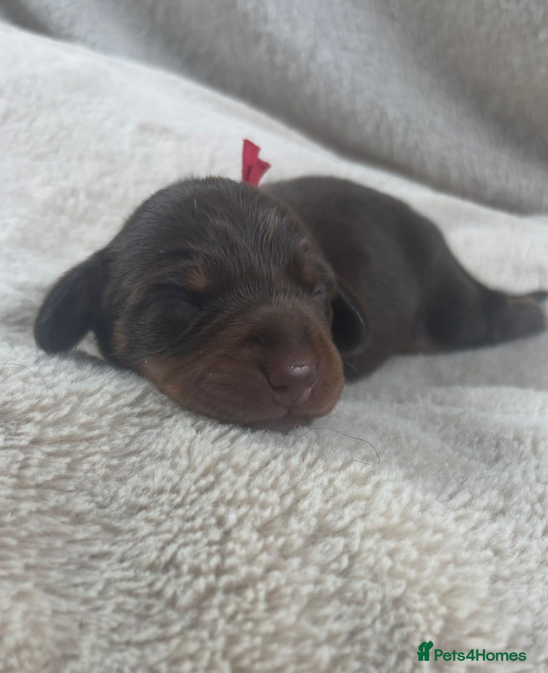 Miniature Dachshund dogs for sale: 3 gorgeous Chocolate and tan Girls  - Image 3