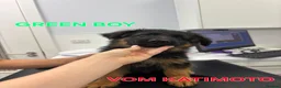 German Shepherd dogs for sale: KC Register German Shepherd puppies  in London - Advert 14