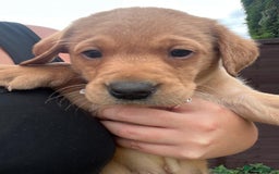 Labrador Retriever dogs for sale: Labrador puppies for sale - Image 7