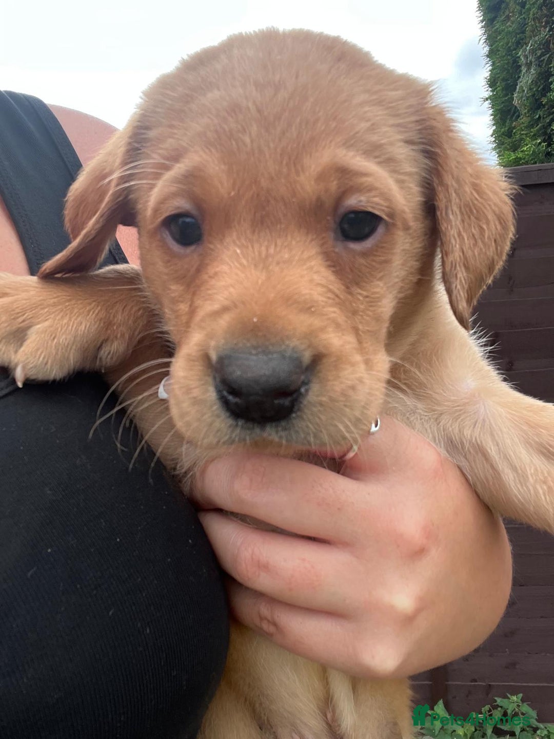 Labrador Retriever dogs for sale: Labrador puppies for sale - Image 7