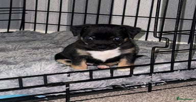 Mixed Breed dogs - Advert 15