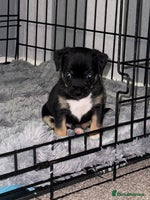 Mixed Breed dogs - Advert 15