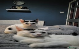 Mixed Breed cats for sale: 2 kittens boy girl must stay together  - Advert 1