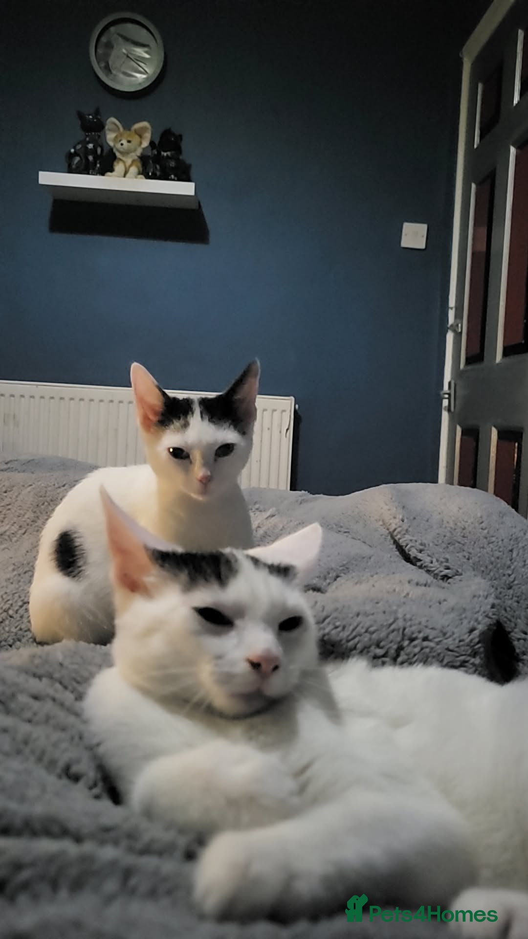 Mixed Breed cats for sale: 2 kittens boy girl must stay together  - Advert 1