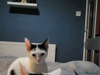 Mixed Breed cats 2 kittens boy girl must stay together - Advert 1