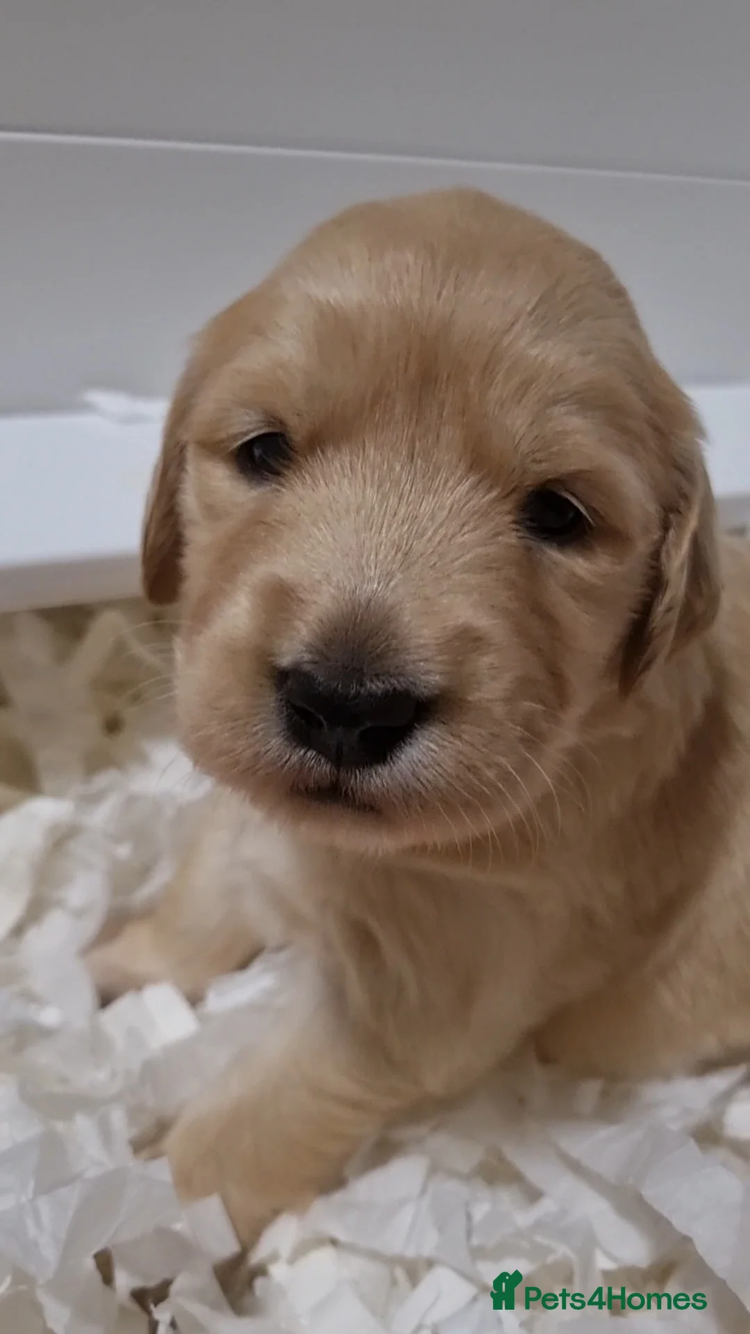 Golden Retriever dogs for sale: KC GOLDEN RETRIEVER PUPPIES  - Advert 3