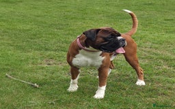 Boxer dogs for stud: 💥 STUNNING 37KG PROVEN RED & BLACK MASK STUD 💥 in Rotherham - Image 2