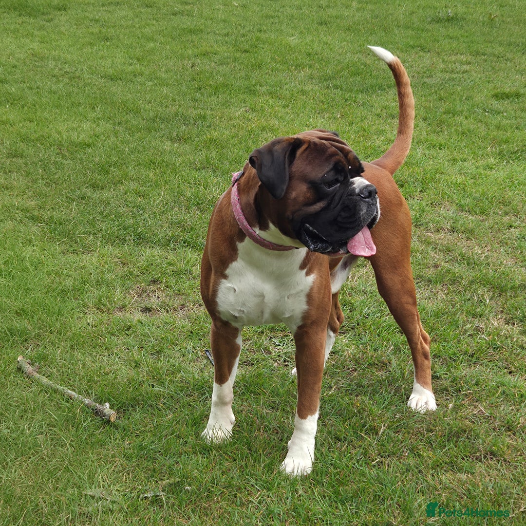 Boxer dogs for stud: 💥 STUNNING 37KG PROVEN RED & BLACK MASK STUD 💥 in Rotherham - Image 2