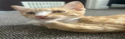 Mixed Breed cats for sale: 4 month ginger kitten - Advert 4