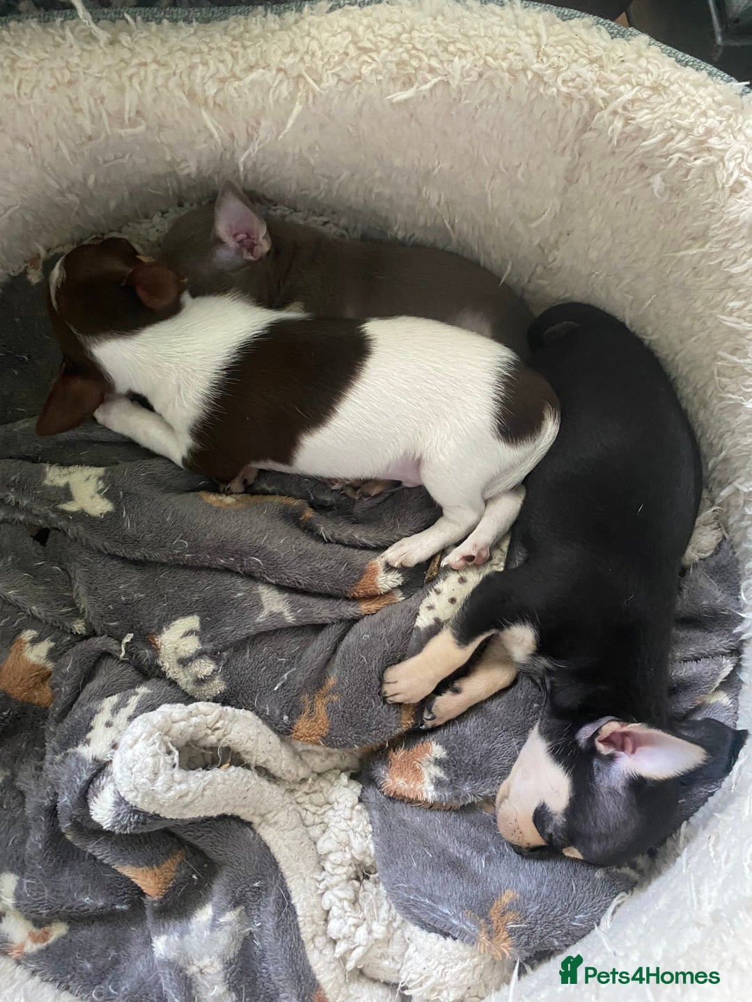 Chihuahua dogs for sale: Small Chihuahua puppies for sale  - Image 8