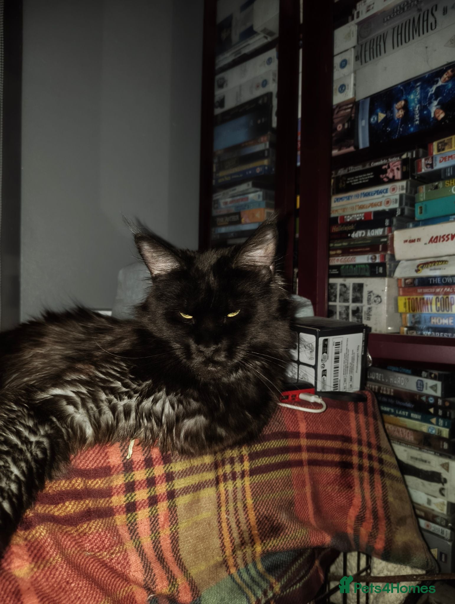 Maine Coon cats Title For sale 2 active young Tica main coon girls - Advert 1