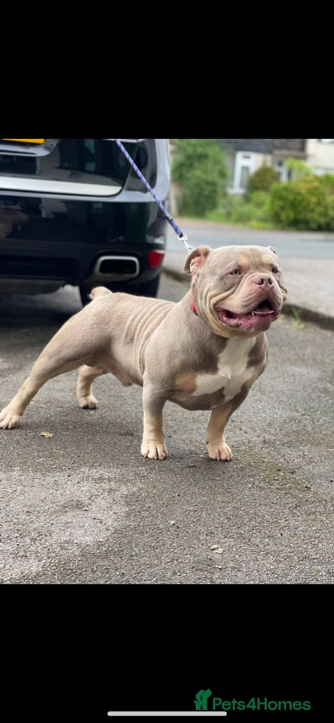 American Bully dogs for stud: Proven lilac tri abkc American pocket bully stud in Trowbridge - Advert 4