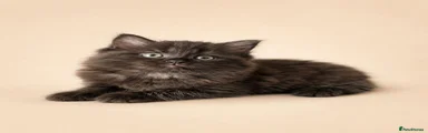 Mr Black