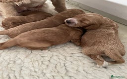 Cockapoo dogs for sale: F1 cockapoos parents dna health tested - Image 10