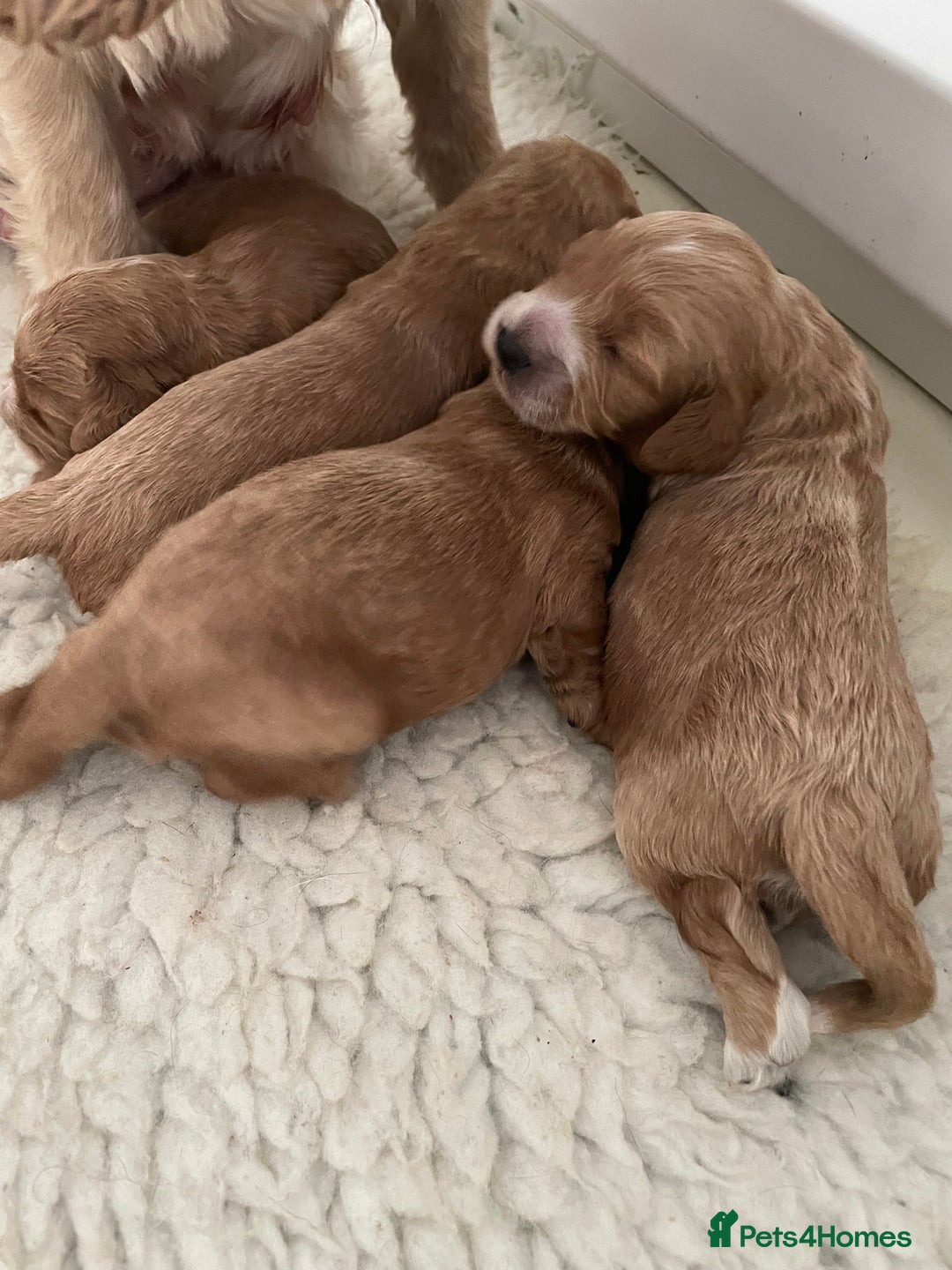 Cockapoo dogs for sale: F1 cockapoos parents dna health tested - Image 10