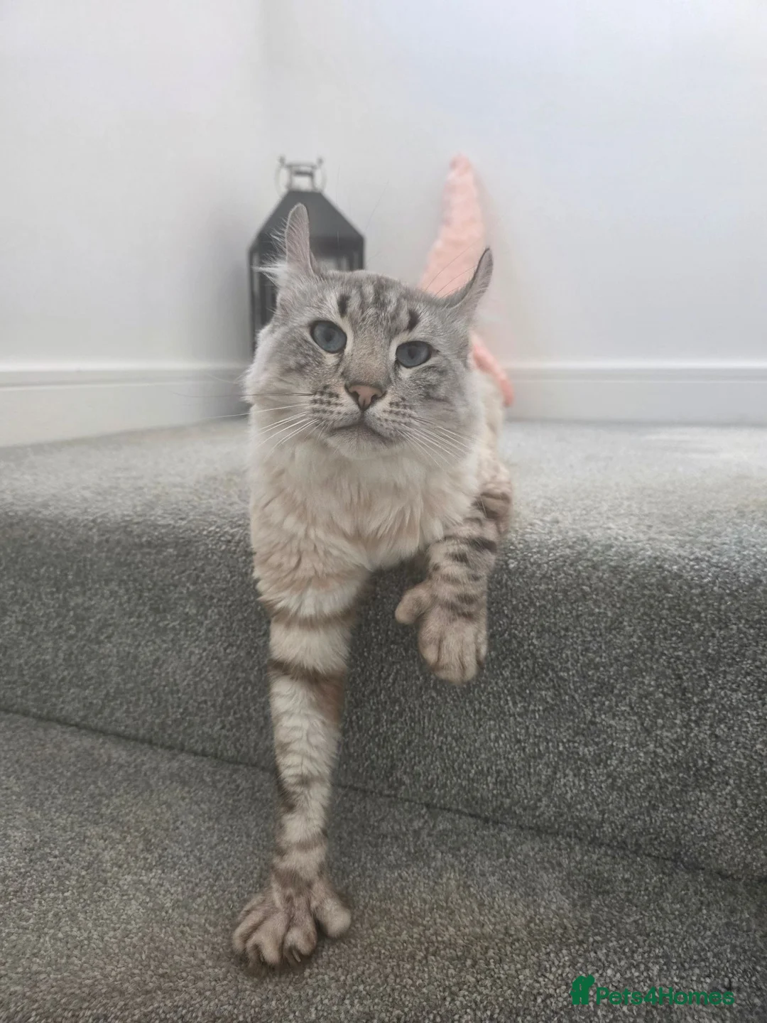 Keetso cats for sale: Beautiful Polydactyl Long Haired Keetso Male in Kirknewton - Advert 1