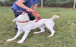 Mixed Breed dogs for adoption: DOUGIE - looking for an active guardian. - Image 19