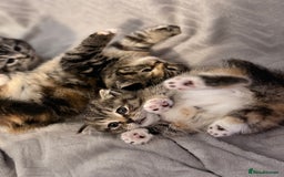 Mixed Breed cats for sale: Kittens - Image 6