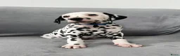 Dalmatian dogs for sale: Beautiful litter of Dalmatian puppies  - Advert 31