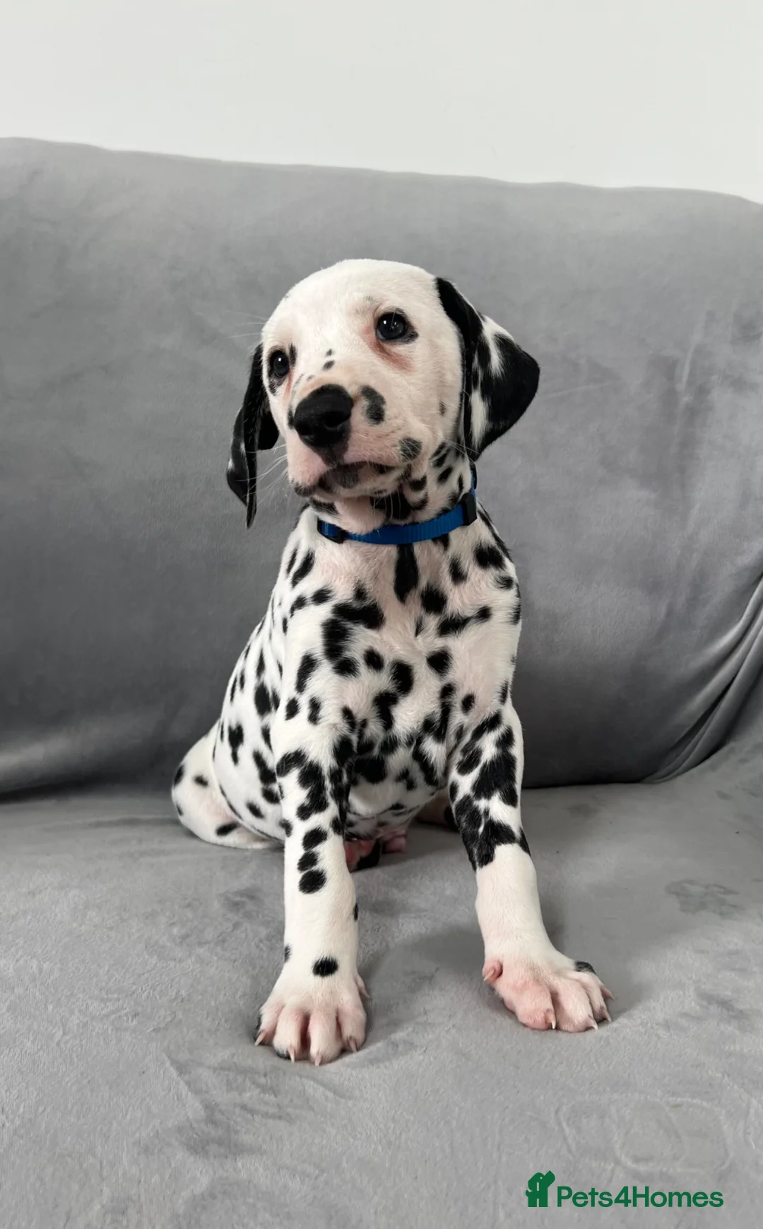 Dalmatian dogs for sale: Beautiful litter of Dalmatian puppies  - Advert 31
