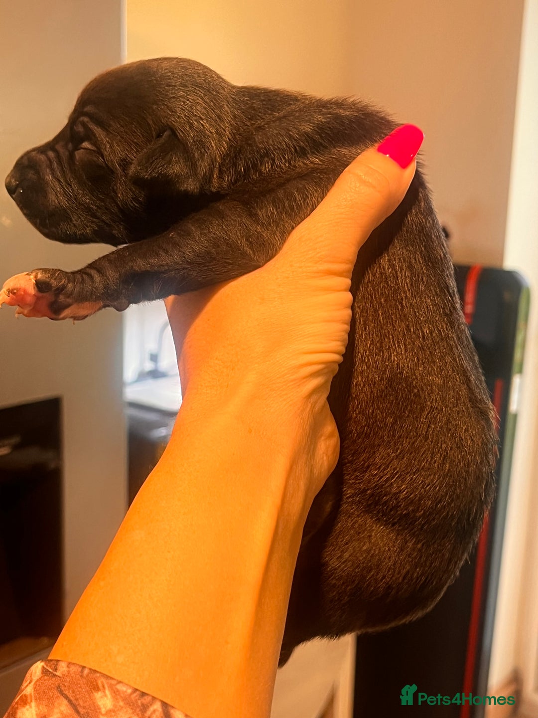 Whippet dogs for sale: Champion KC whippet puppies  - Advert 17