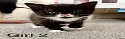 Domestic Shorthair cats for sale: Beautiful Kittens for Sale - Advert 4