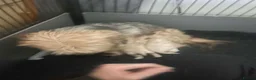 Yorkiepoo dogs for sale: Beautiful Yorkie-poo puppies  - Advert 15