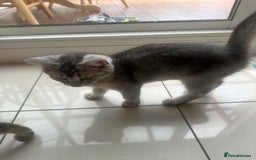 British Shorthair cats for sale: half British shorthair half tabby kittens  in London - Image 7