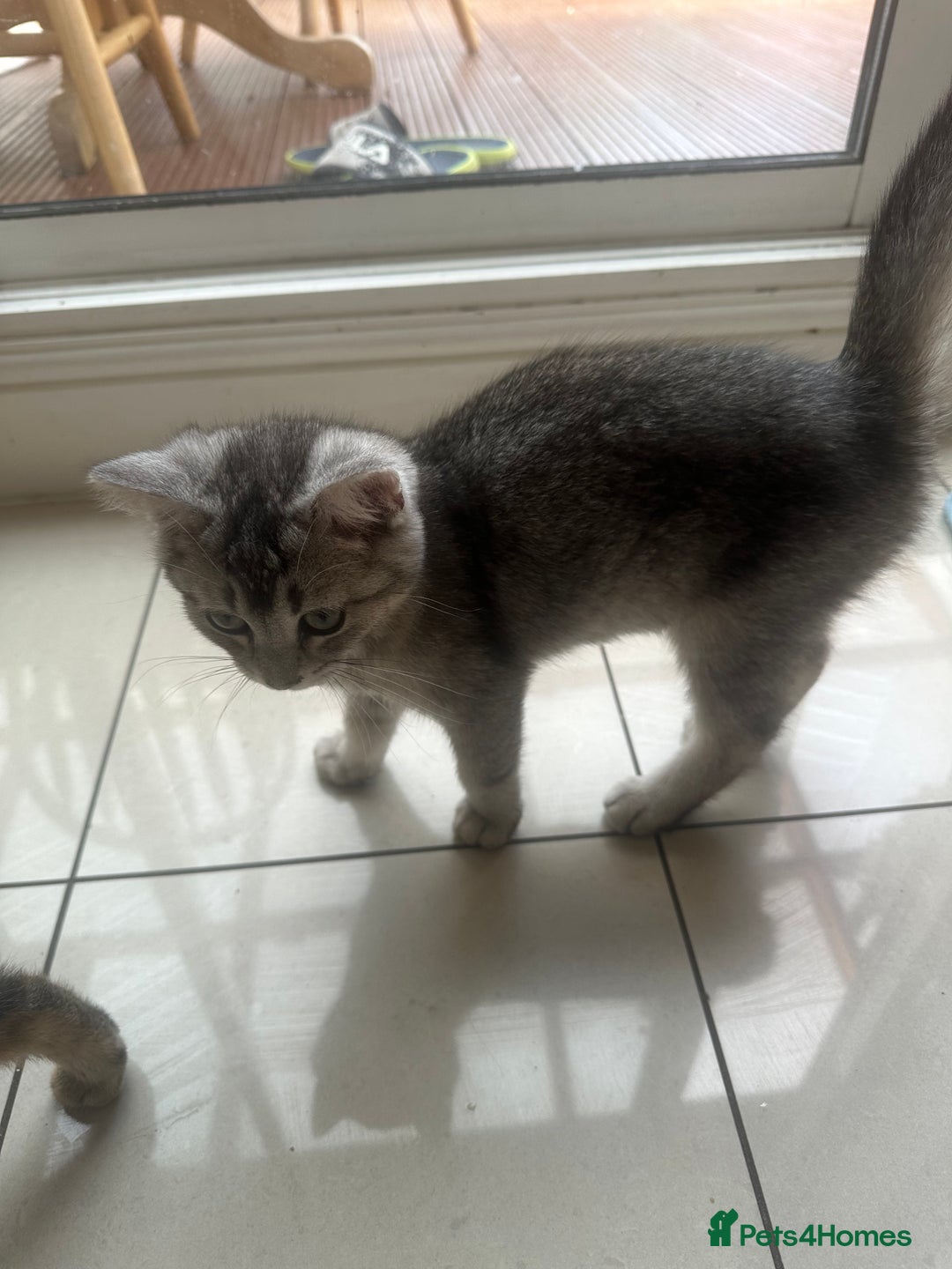 British Shorthair cats for sale: half British shorthair half tabby kittens  in London - Image 7