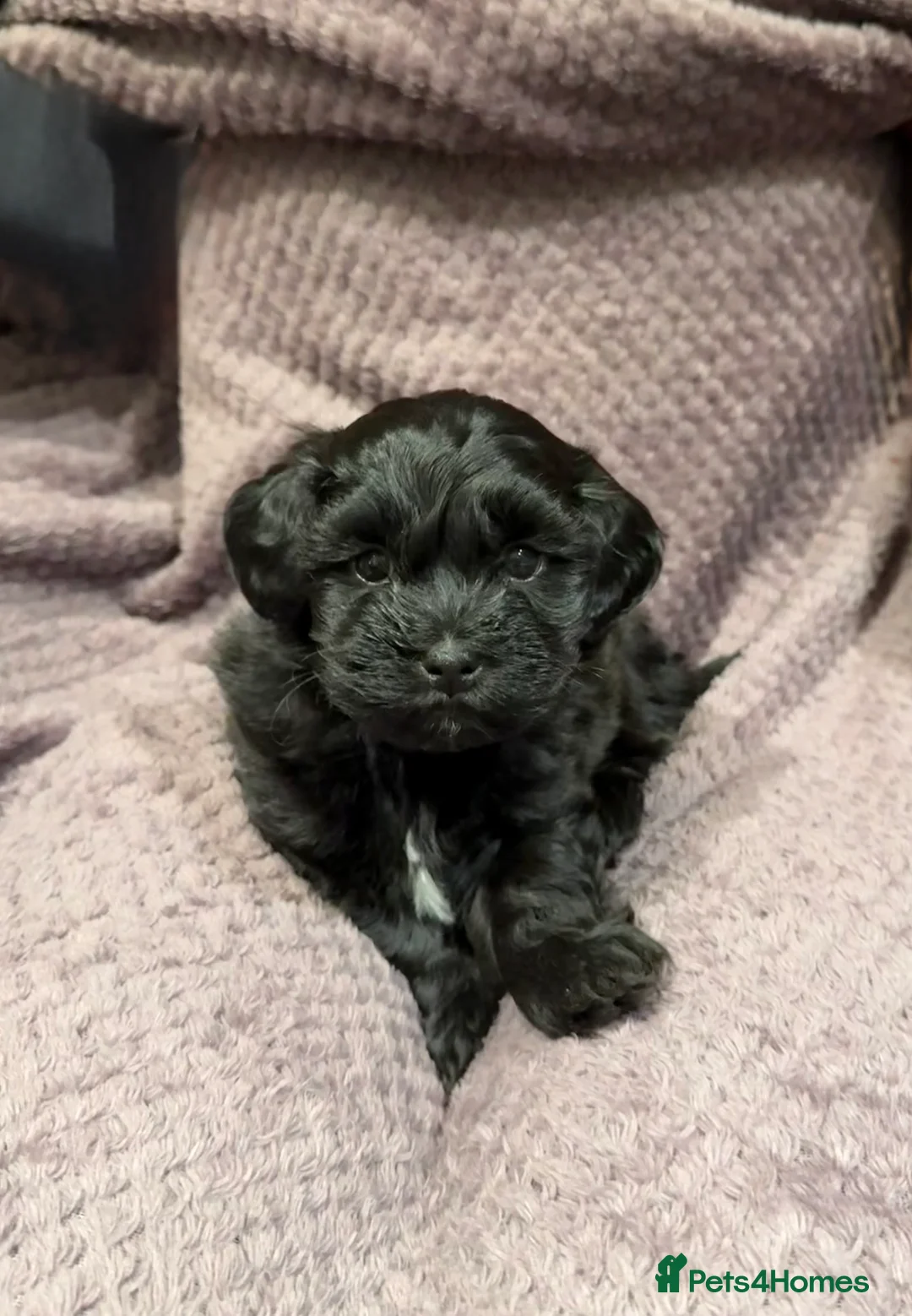 Lhasapoo dogs for sale: Lhasapoo puppies - Advert 2