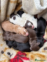 Cocker Spaniel dogs - Advert 7