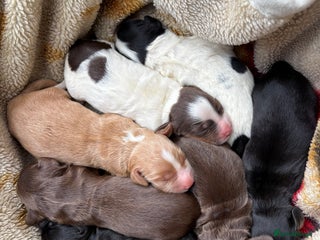 Cocker Spaniel dogs ⚜️🤎Working Cocker Spaniels🤎⚜️ - Advert 17