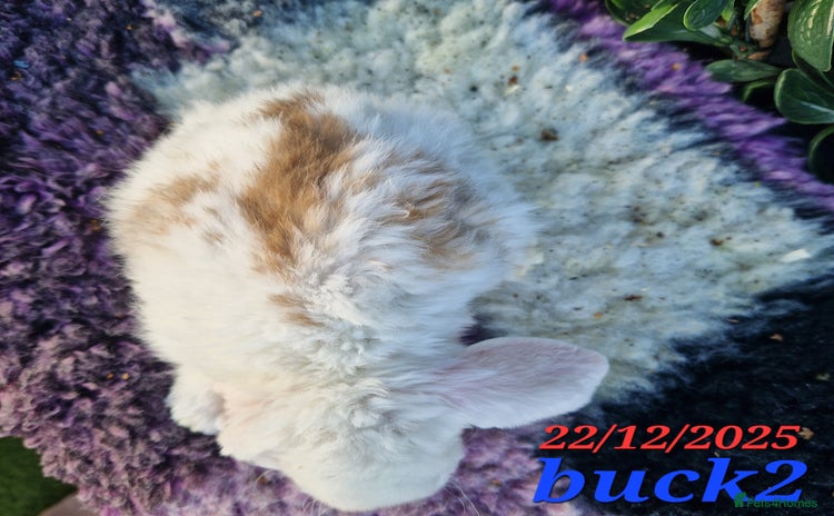 Mini Lop rabbits Baby mini plush lops  - Advert 3