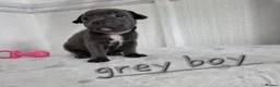 Staffordshire Bull Terrier dogs for sale: Beautiful Blue Staffies ❤️🙌 - Advert 14
