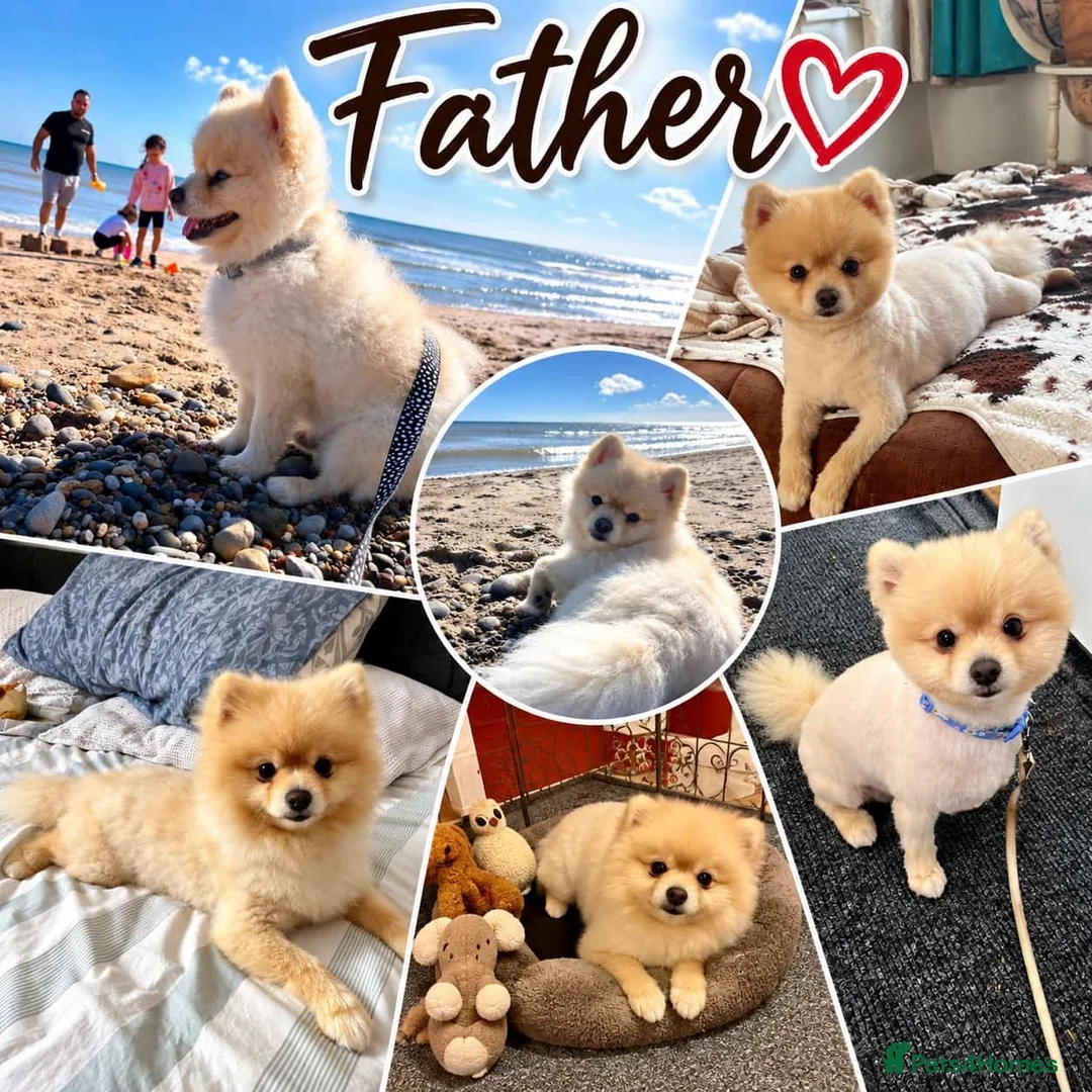 Pomeranian dogs for sale:  **  Teddy Bear Pomeranian Boys 🐻🐾 in Swindon - Advert 8