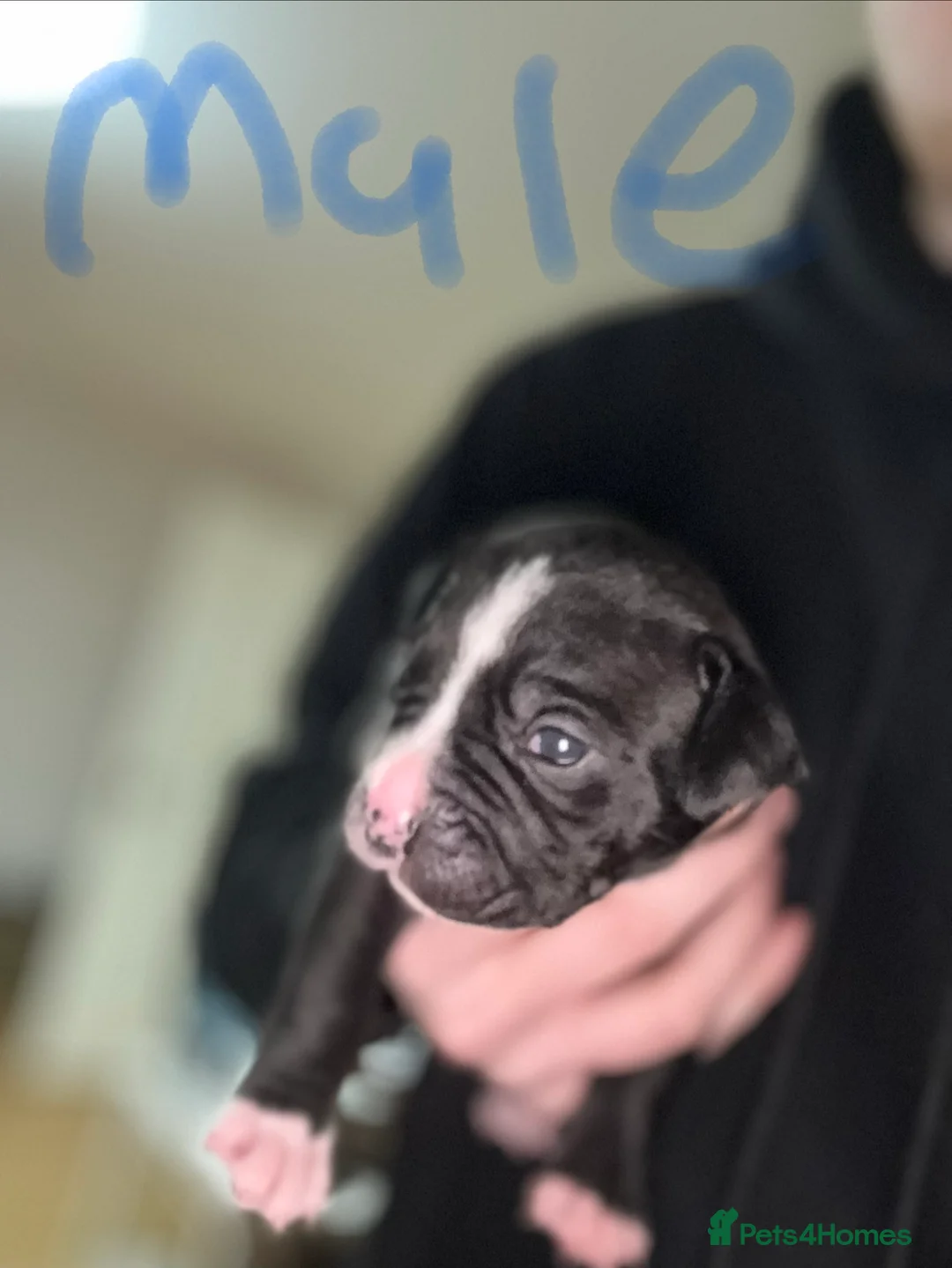 Staffordshire Bull Terrier dogs for sale: Irish Staffy Puppies for sale  - Advert 3