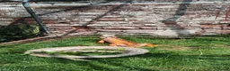 Iguana reptiles for sale: Male Tame Iguana - Advert 2