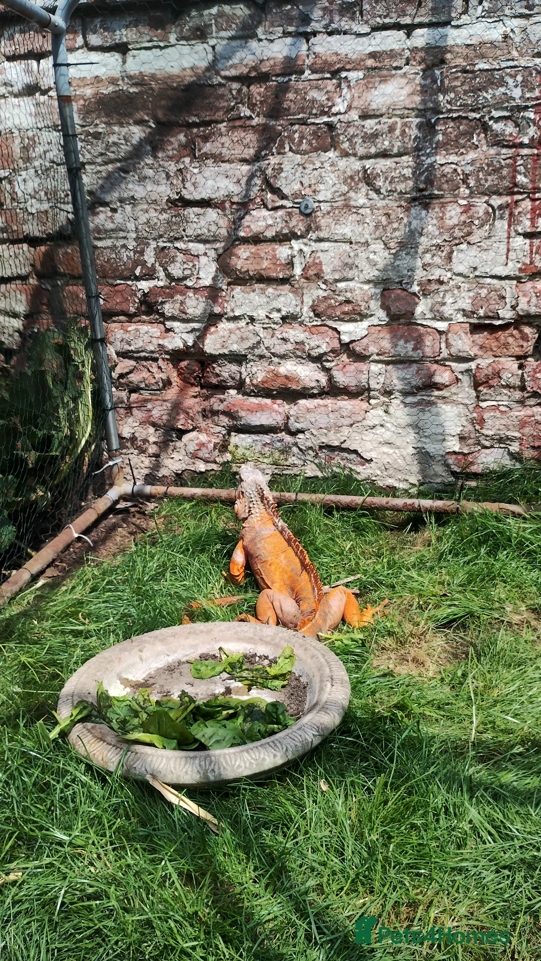 Iguana reptiles for sale: Male Tame Iguana - Advert 2