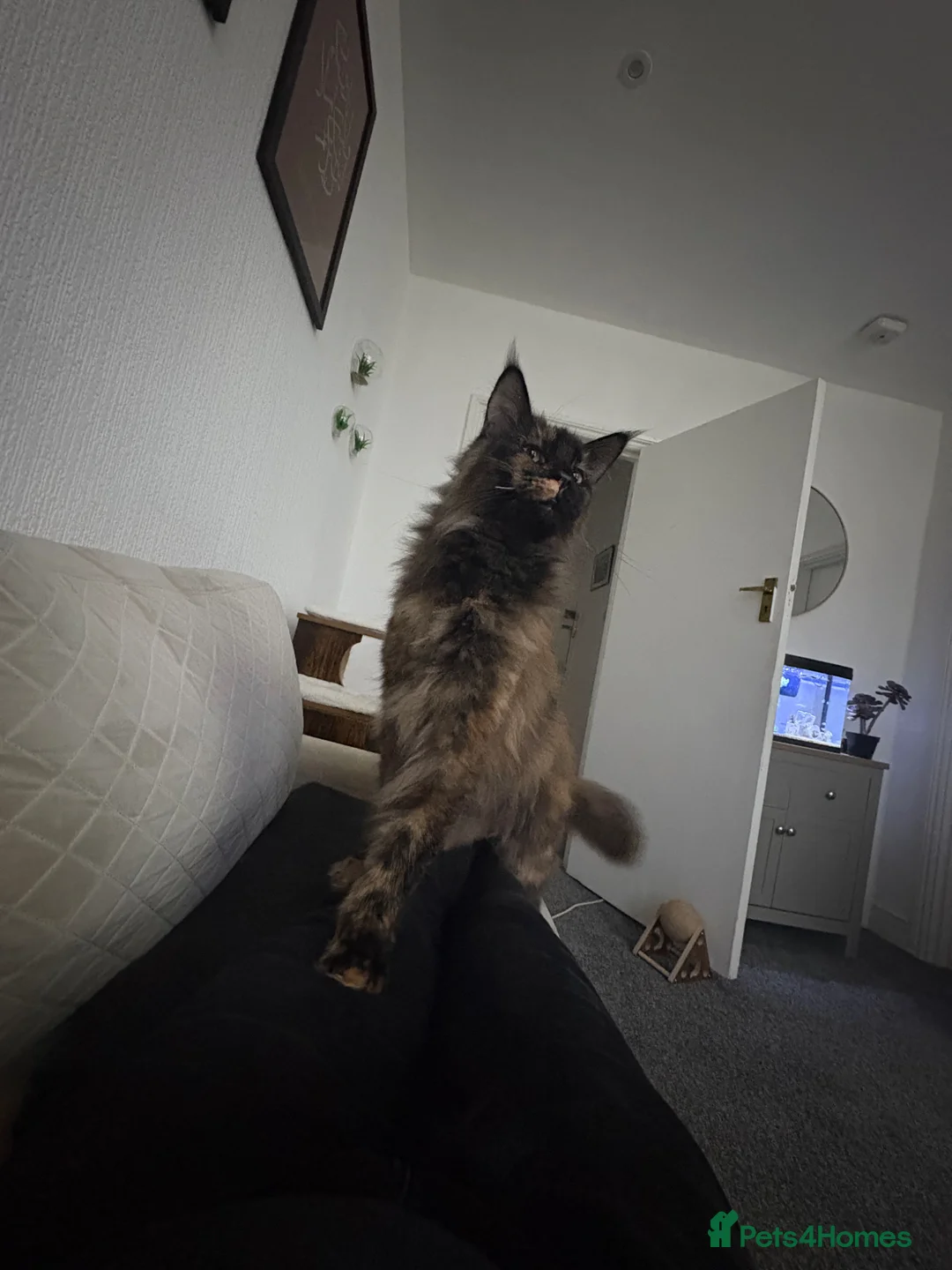 Maine Coon cats for sale: Beautiful natured female main coon cat for sale  in London - Advert 1