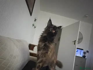 Maine Coon cats Beautiful natured female main coon cat for sale - Advert 6