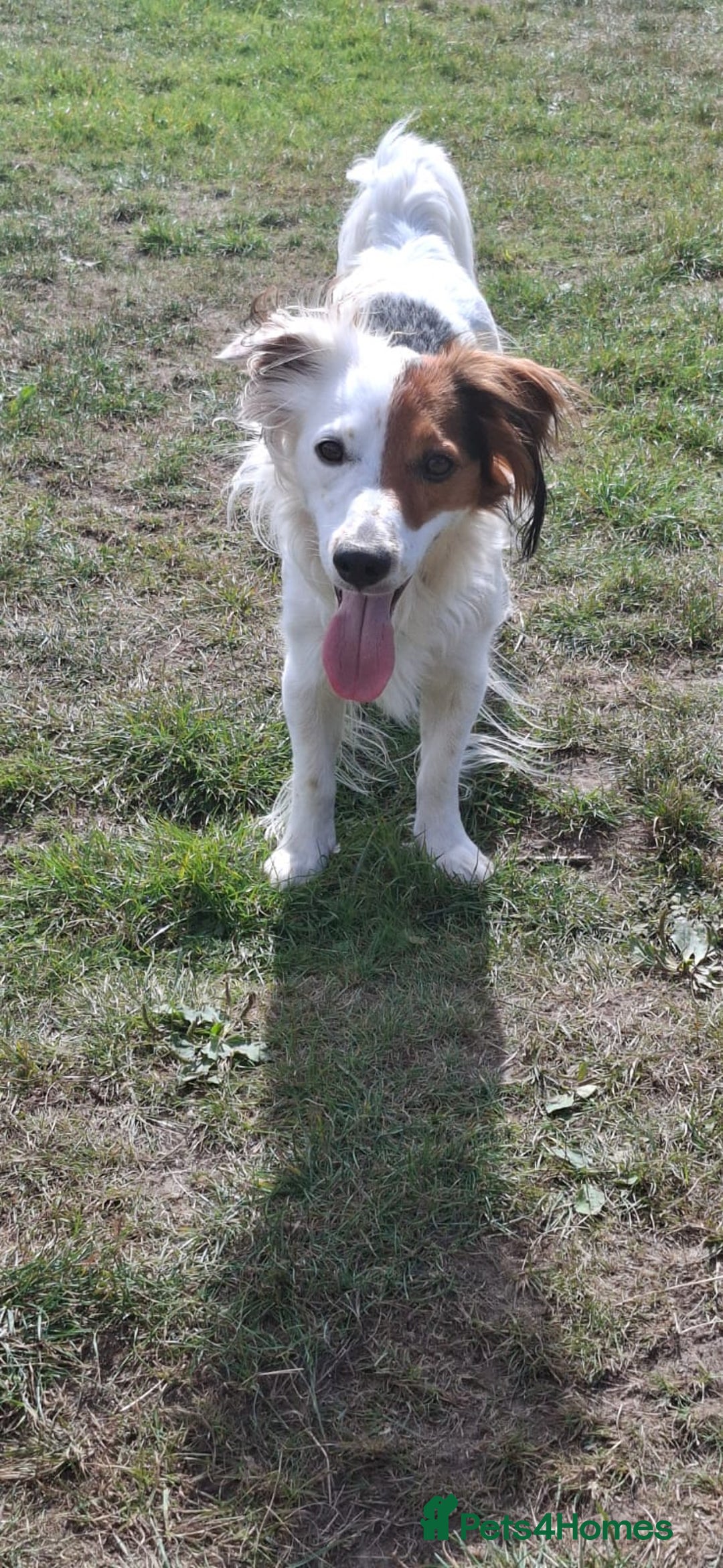 Mixed Breed dogs for sale: Sweet, Affectionate Lapdog – Jack Russell Cross - Advert 3