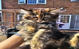 Maine Coon cats for sale: Maine coon × Siberian - Image 4