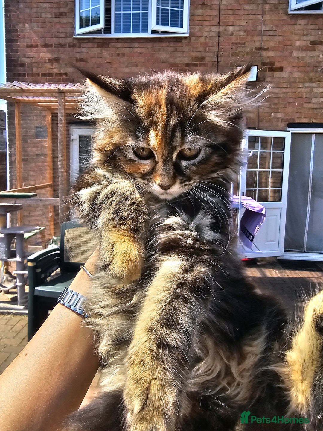 Maine Coon cats for sale: Maine coon × Siberian - Image 4