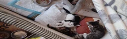 Mixed Breed cats for sale: 5 kittys  - Advert 4